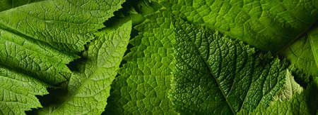 Green leaf nature texture background top view, organic macro suner and spring botanical wallpaper,...
