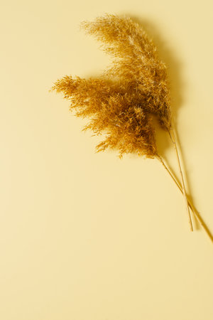 Pampas grass mock up and template minimalists composition with white poster on yellow background, top view, copy space, flat lay, verticalの写真素材