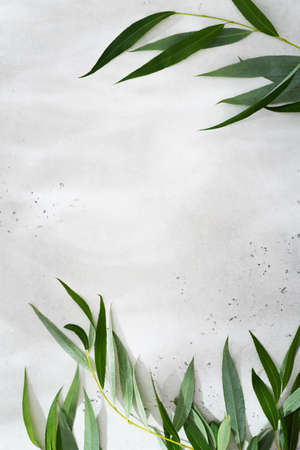Beauty and cosmetic background and backdrop with green leaves on white, copy space, top view frame,...