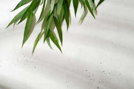 Beauty and cosmetic background and backdrop with green leaves on white, copy space, top view, frameの写真素材