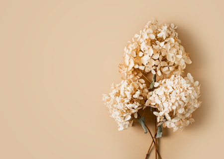 Dry hydrangea flowers beige background flat lay frame monochrome design, copy space, top view