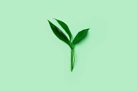 Green sprout with young leaves on green background, top view, copy spaceの写真素材