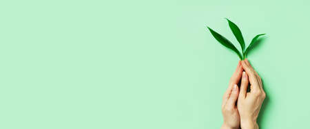 Growth and gardening creative concept with hand holding sprout on green background,の写真素材