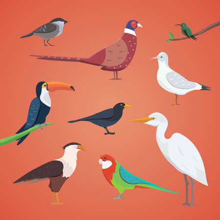 set of different birds isolated. vector collection cartoon birdsのイラスト素材