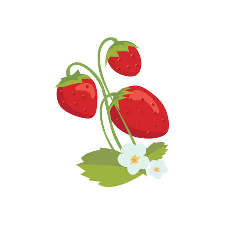 strawberry vector illustration flat isolatedのイラスト素材