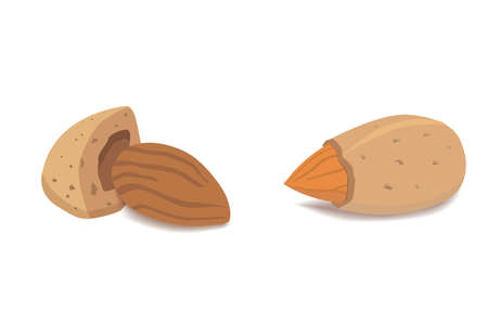 Vector collection of cartoon isolated almond. helthy nuts vegeterian food flatのイラスト素材