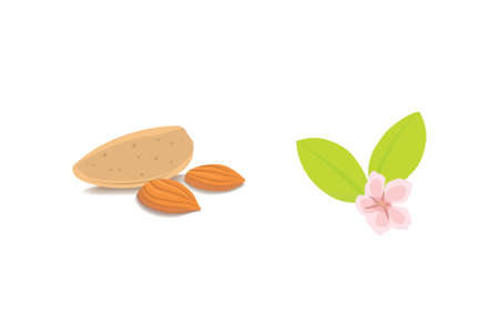 Vector collection of cartoon isolated almond. helthy nuts vegeterian food flatのイラスト素材