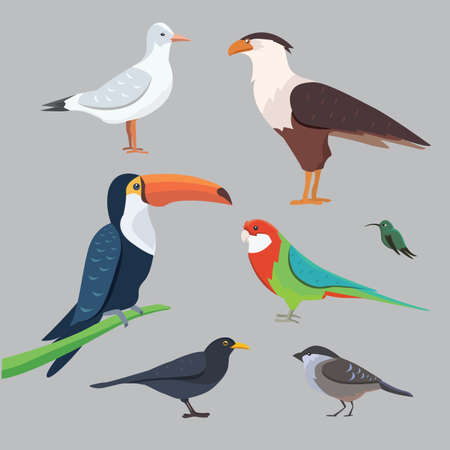 Popular birding species collectionのイラスト素材