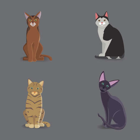 Collection Cats of Different Breeds. Vector isolated cat on white backgroundの写真素材