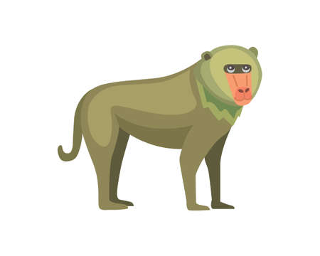Baboon monkey cartoon illustration. Wildlife of africaのイラスト素材