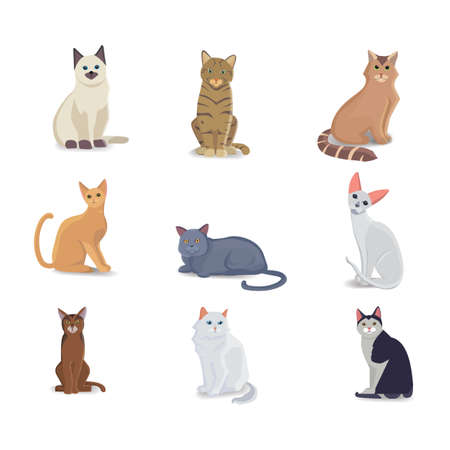 Collection Cats of Different Breeds. Vector isolated cat on white background. Home animal or pets. Fanny kittens facesのイラスト素材