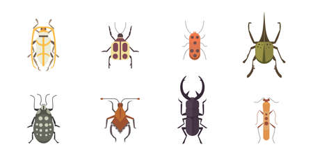 Set of insects flat style vector design icons. Collection of nature beetle and zoology cartoon...