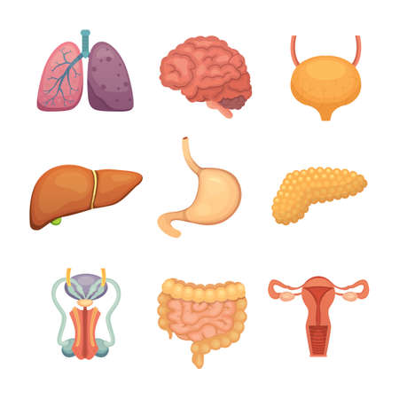 Cartoon human organs set. Anatomy of body. Reproductive system, lungs, brain illustrationsのイラスト素材