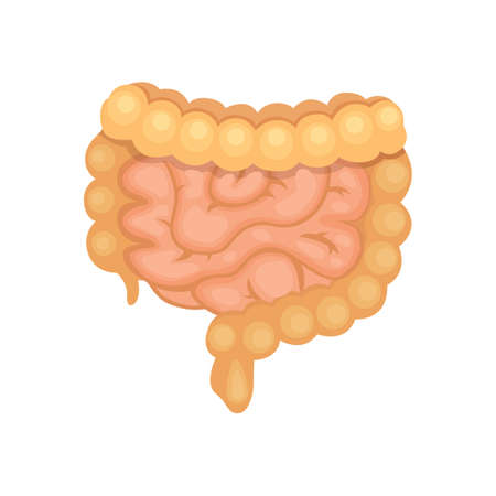 cartoon Illustration of Large and Small Intestine.のイラスト素材