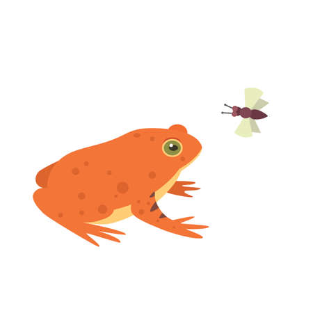 Red Frog Cartoon Vector Illustration isolated. tropical animalのイラスト素材