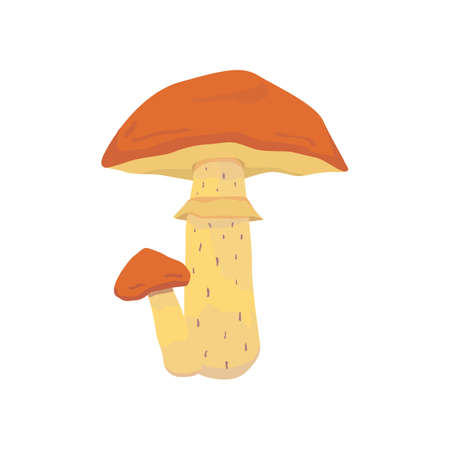 Forest edible mushroom flat vector illustration isolatedのイラスト素材