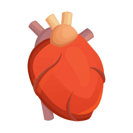 Heart medical science vector illustration flat. human anatomy.のイラスト素材