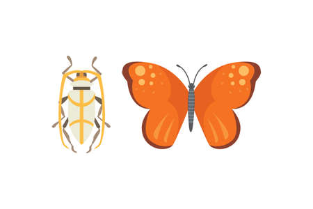 Set of different insects in cartoon style. Butterfly and beetle.のイラスト素材
