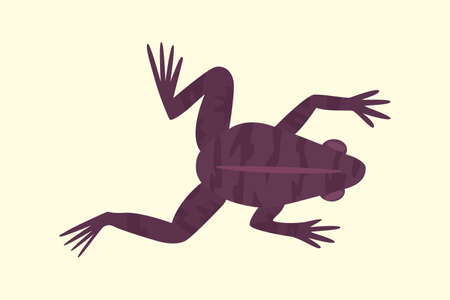 Frog cartoon illustration.のイラスト素材