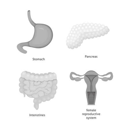 Cartoon human organs set. Anatomy of bodyの写真素材