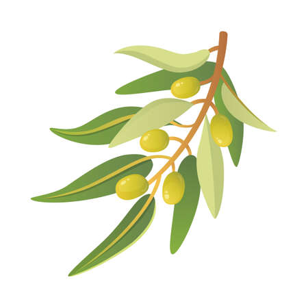 Olive tree branch vector illustration in cartoon styleのイラスト素材
