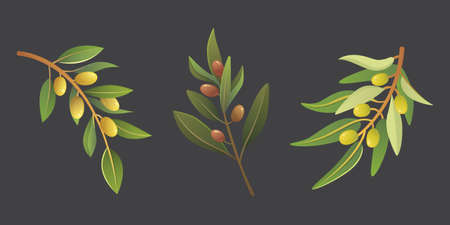 Set olives fruit. Olive tree branch vector illustration in cartoon style.のイラスト素材