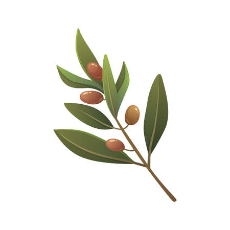Olive tree branch cartoon style illustrationのイラスト素材