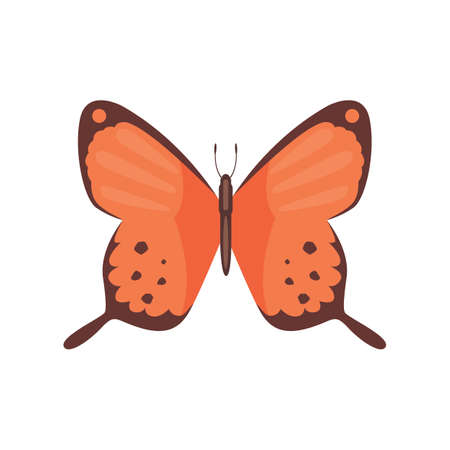 Colorful Butterfly Vector Design Illustration. summer insectのイラスト素材