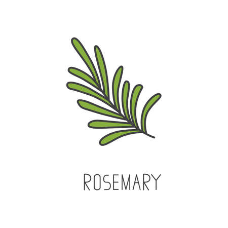 Rosemary line vector illustration, cooking isolated icon.のイラスト素材