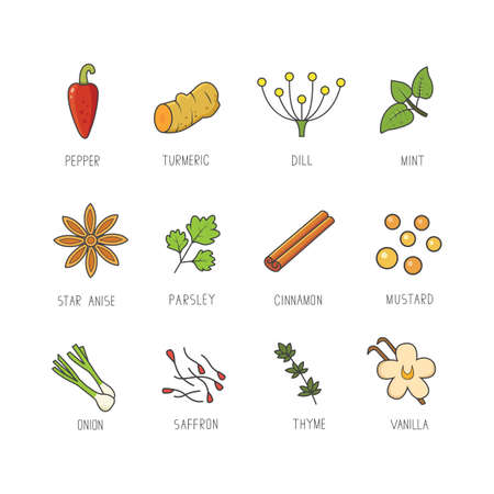 Vector set of culinary spices and herb for your menu or kitchen design. Condiments collection in line art styleのイラスト素材