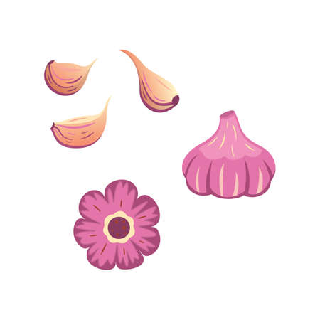 Half, slice and whole garlic isolated vector set. Vitamin vegetable set in cartoon styleのイラスト素材