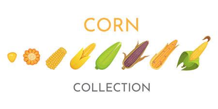 Colorful yellow corns in different styles vector illustration. Fresh cartoon organic corn vegetable...