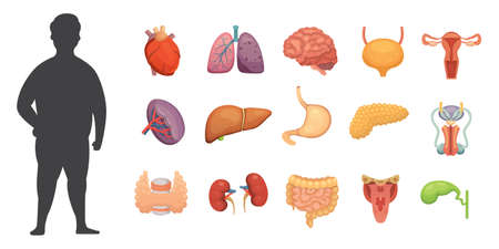 Vector internal organs collection in cartoon style. Anatomy of human body. Man biology organ: Heart, brain, lungs, liver, stomach, kidney and outher icons