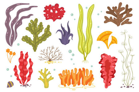 Vector seaweed icons isolated on whire. Sea coral and underwater marine plants. chlorella, spirulina, fucus and outher icons.のイラスト素材