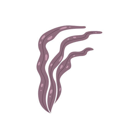 Vector seaweed icon isolated on whire. Sea underwater marine plant.のイラスト素材