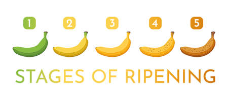 Set of cartoon illustration bananas bector. Banana stages of growth and ripening.のイラスト素材