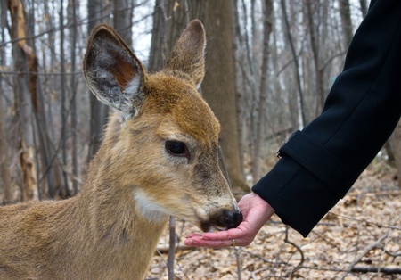 Head of a Little Deer eating in handの写真素材