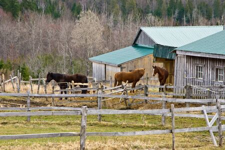 Three Horses on the outside part of the horse barn のeditorial素材