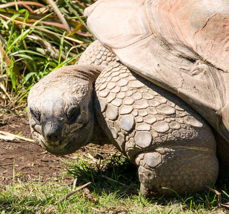 Head of Giant Turtle and part of turtle の写真素材