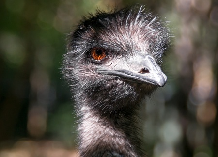 Ostrich Headの写真素材