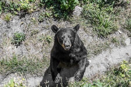 Black Bear looking in my directionの写真素材