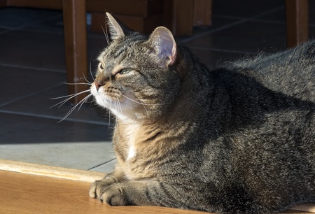 Pussy  female の写真素材