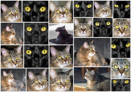 Photo Montage  collage  of Two Pussyの写真素材