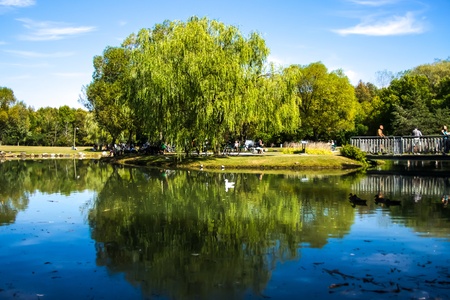 Beautiful Reflection of a Weeping Willow in the water in the Regional Park of Longueuil, Quebec, Canadaの写真素材