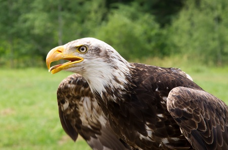 American Eagle in captivity
