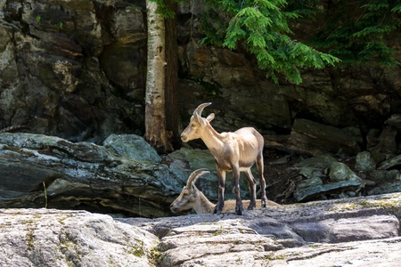 Two Alpine Ibex in nature.の写真素材