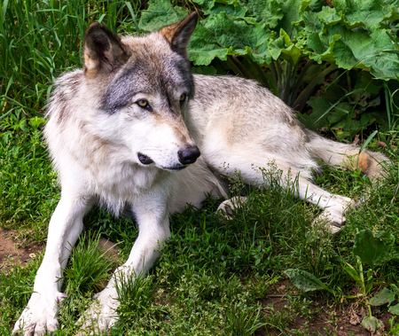 Beautiful wild gray wolf in captivity in a park in Quebec.
