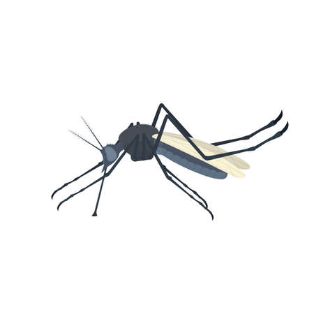 Mosquito. Insect mosquito, vector illustrationのイラスト素材