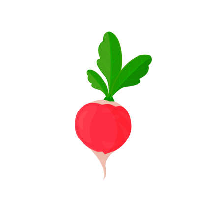 Radish. Grown radish plant, vector illustrationのイラスト素材