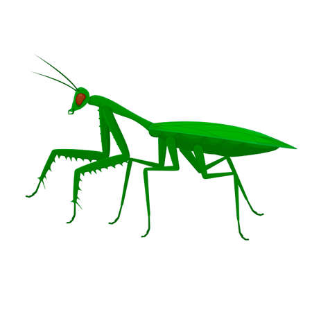 Mantis. Insect mantis, vector illustrationのイラスト素材